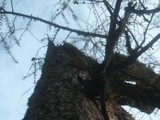 Fomitopsis officinalis image