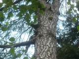 Fomitopsis officinalis image