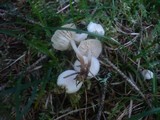 Marasmius wynneae image