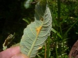Melampsora epitea var. epitea image
