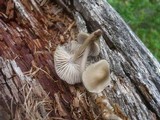 Mycena galericulata image