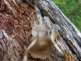 Mycena galericulata image