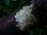 Xenasmatella vaga image