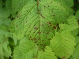 Ramularia spiraeae-arunci image