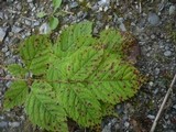 Ramularia spiraeae-arunci image