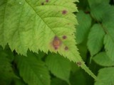Ramularia spiraeae-arunci image