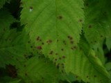Ramularia spiraeae-arunci image