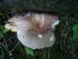 Russula grisea image