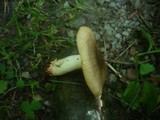 Russula pectinatoides image