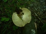 Russula pectinatoides image
