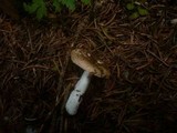 Russula nauseosa image