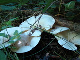 Infundibulicybe geotropa image