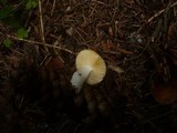 Russula nauseosa image