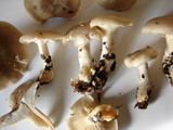 Infundibulicybe geotropa image