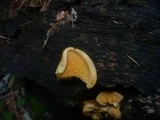 Tapinella panuoides image