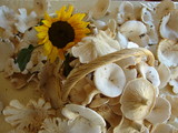Infundibulicybe geotropa image