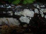 Tubulicrinis subulatus image