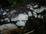 Tubulicrinis subulatus image