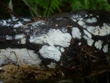 Tubulicrinis subulatus image