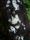 Tubulicrinis subulatus image