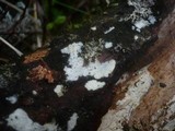 Tubulicrinis subulatus image