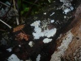 Tubulicrinis subulatus image