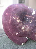 Russula olivacea image