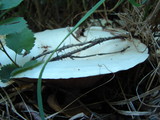 Infundibulicybe geotropa image