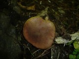 Boletus rubellus image