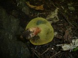 Boletus rubellus image