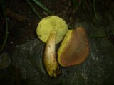 Boletus rubellus image