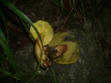 Boletus rubellus image