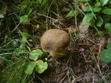 Boletus subtomentosus image