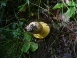 Boletus subtomentosus image