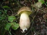 Boletus subtomentosus image