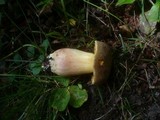 Boletus subtomentosus image