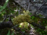 Vulpicida pinastri image