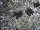 Umbilicaria deusta image