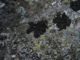 Umbilicaria deusta image