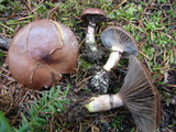 Gomphidius glutinosus image