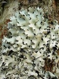 Hypotrachyna gondylophora image