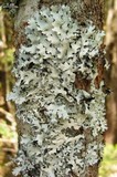 Hypotrachyna gondylophora image