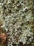 Hypotrachyna rachista image