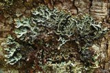 Hypogymnia vittata image