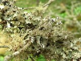 Platismatia glauca image