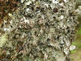 Platismatia glauca image