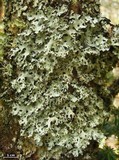 Hypotrachyna rachista image