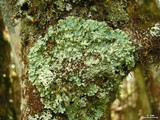 Menegazzia subsimilis image