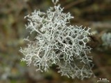 Pseudevernia cladonia image