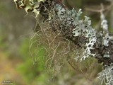Bryoria trichodes image
